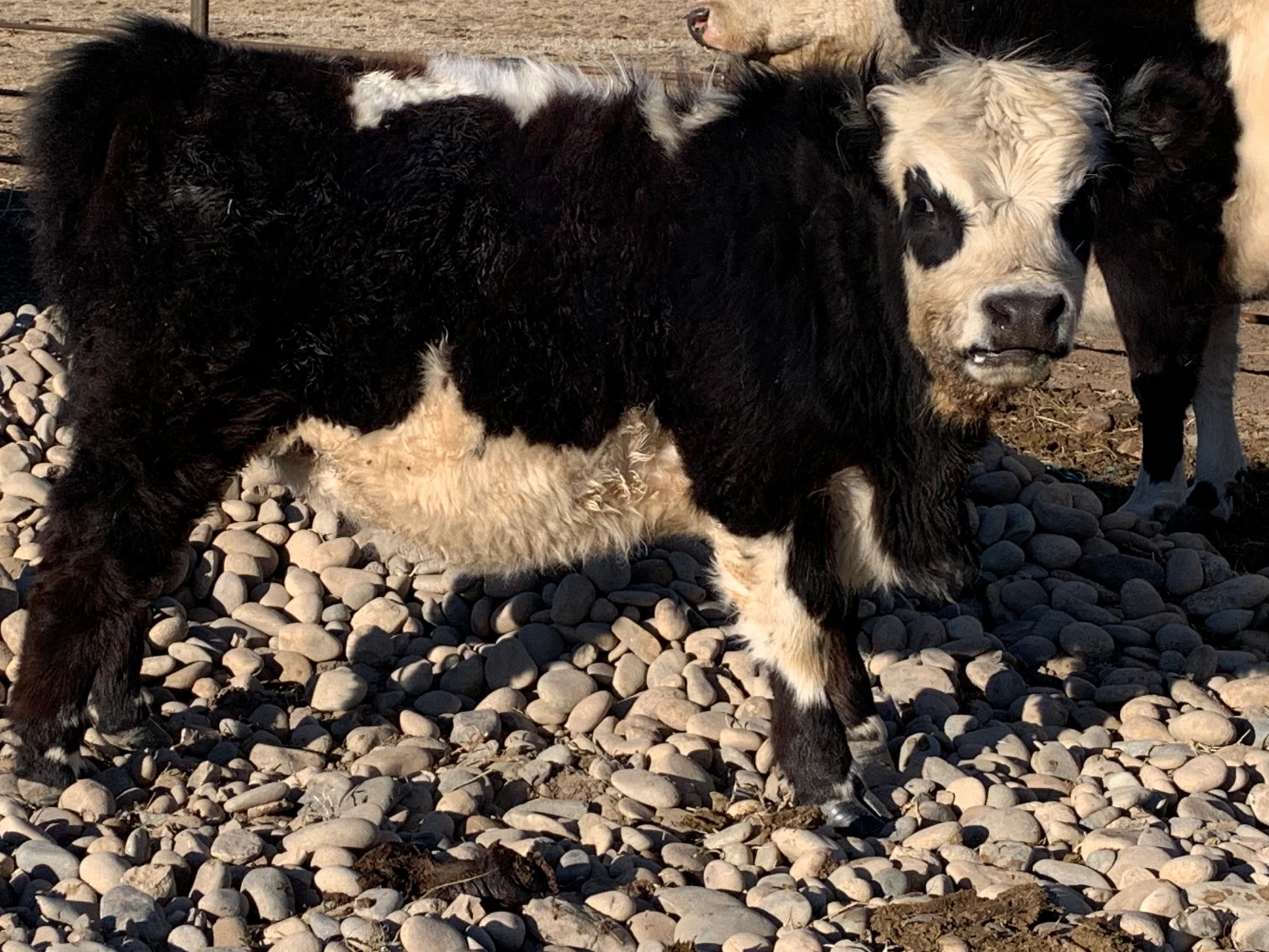Mini Belted Galloways